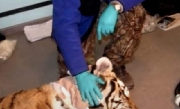 Лесник помог тигру