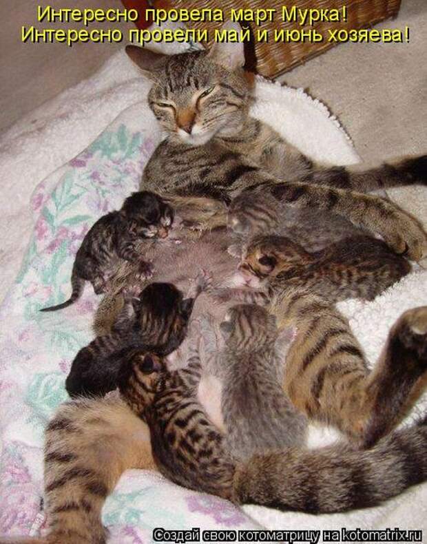 Лучшие котоматрицы недели (50 фото)