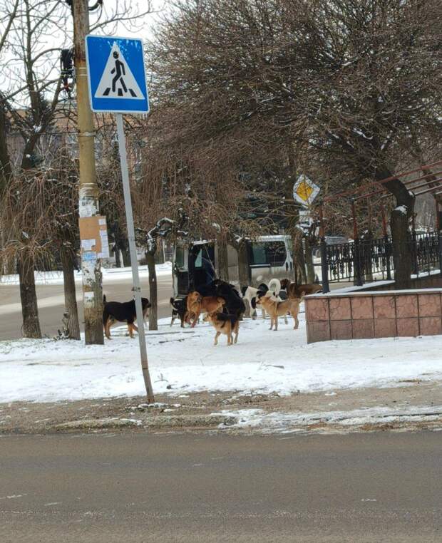 Собачья свадьба на Гвардейке