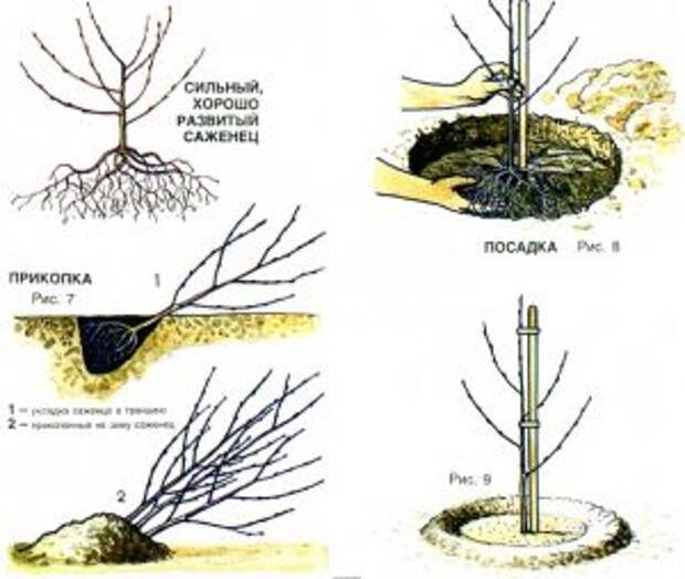 shema-posadki-vishni-vesnoj