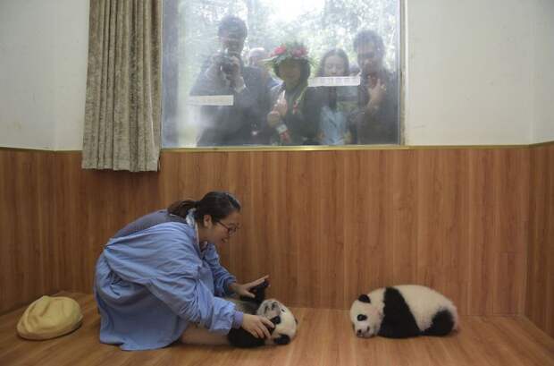 Нескучная работа нянек для панд
