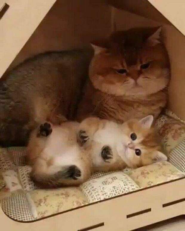 Милые котики заряжают позитивом на снимках