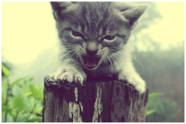 Очень сильно злиться коты, милота, поведение, счастье, эмоции