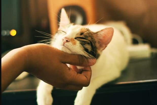 Screenshot_2025_07_31-7