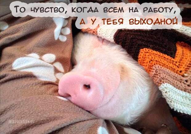 Завораживающее многообразие картинок животных