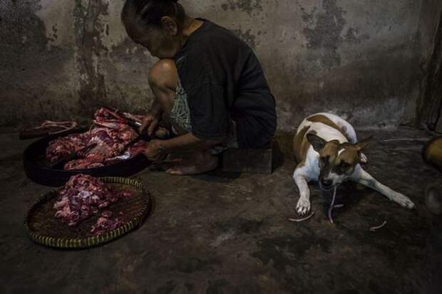 Жуткие кадры с индонезийской скотобойни, где убивают собак