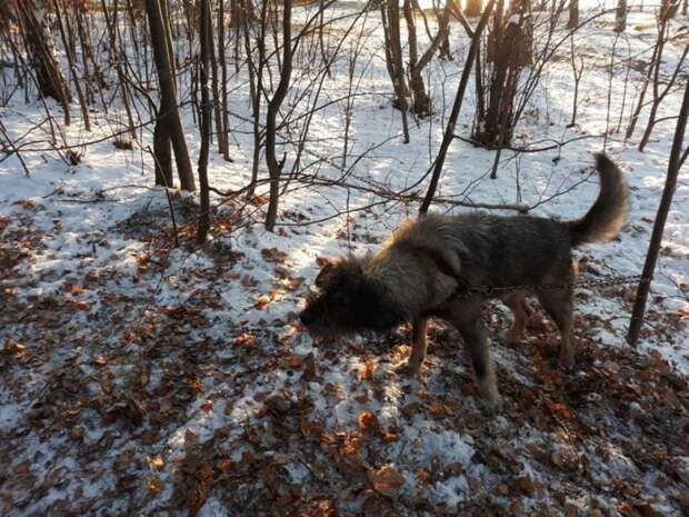 В парке Екатеринбурга обнаружили пса, прикованного к дереву