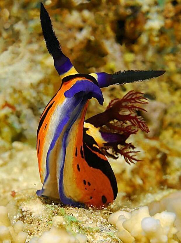 Яркость подводного царства животные, интересное, кораллы, красиво, красочно, подводное царство, природа, ярко