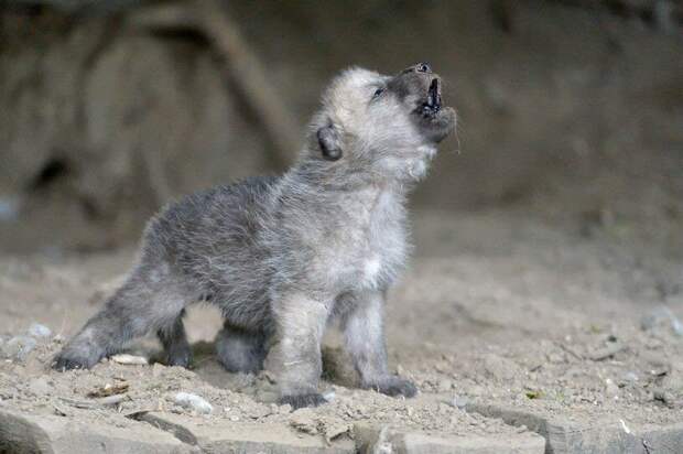 Волчата учатся выть в очень раннем возрасте.