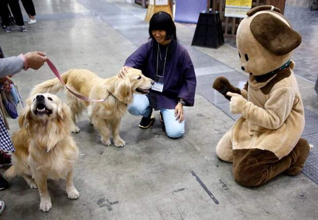Большая выставка товаров и услуг для животных в Токио  (19 фото) 