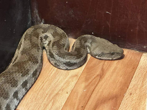 Редкую ядовитую гадюку нашли в самом центре Сочи: гюрза