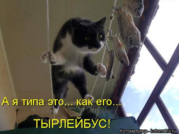 Котоматрица: А я типа это... как его... ТЫРЛЕЙБУС!