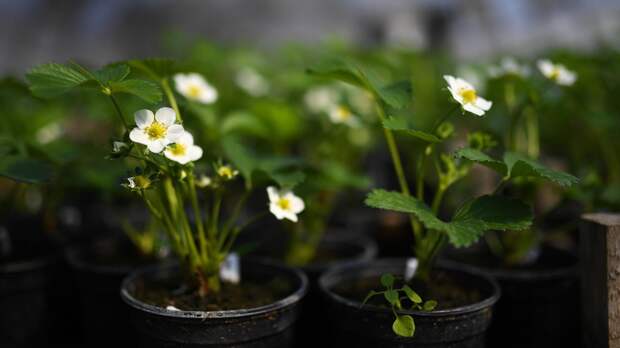 И зацветут живые камни: топ-10 экзотических растений для квартиры