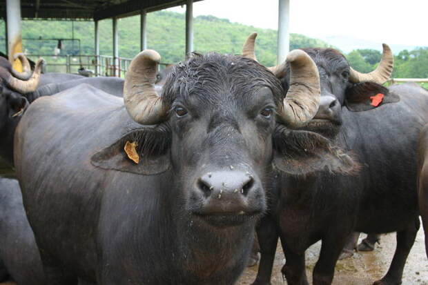 Интересные факты о буйволе индийском