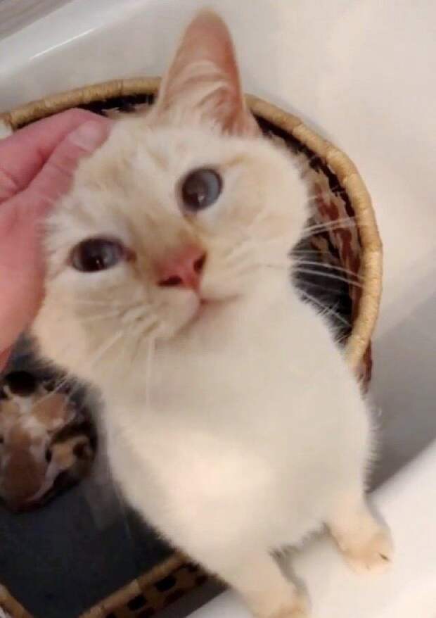 Без кота и жизнь не та