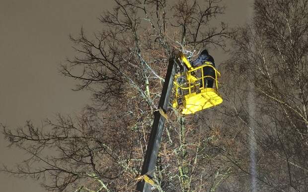 В Рязани волонтеры поднялись на вышке за застрявшим на дереве котом