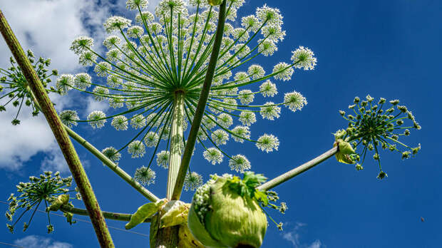 Суд обязал выплатить 460 тыс. рублей пострадавшим от борщевика подросткам