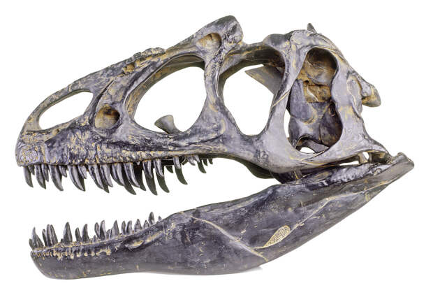 C0241257-Skull_of_Allosauru.jpg
