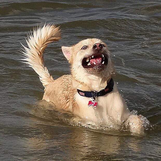 собаки бояться воды, смешные собаки бояться воды, смешные фото собаки вода