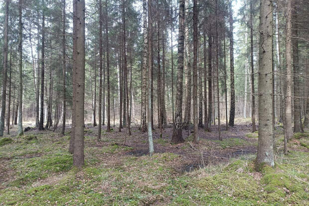 В Литве раскопали захоронение советских солдат