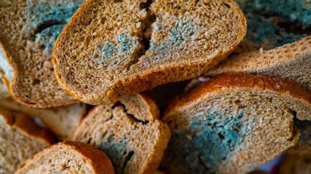 Чем опасна плесень на хлебе и что будет, если съесть хлеб с плесенью?