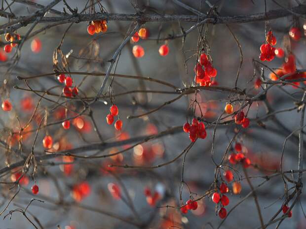 Температурные качели от - 23 до - 4 ожидаются в Тюмени