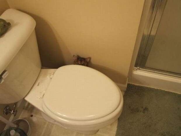 Коты, выглядывающие из своих укрытий (25 фото)
