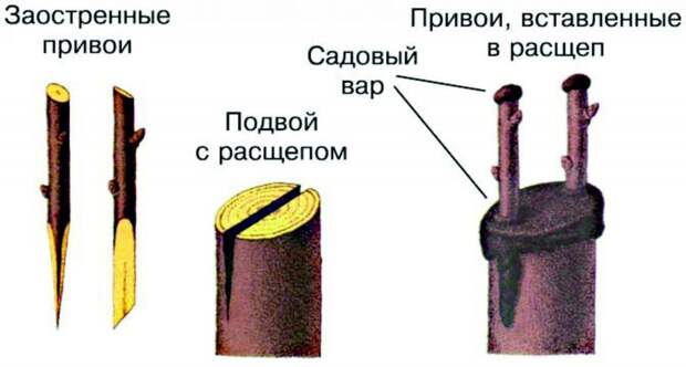 Привои и подвои