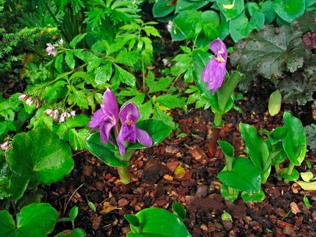 Roscoea tibetica (роскоя тибетская). Фото: Михаил Полотнов