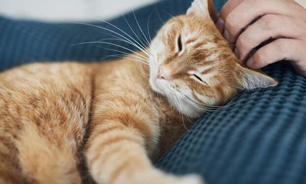 Почему кошки будят нас по ночам, и как отучить их от этой привычки