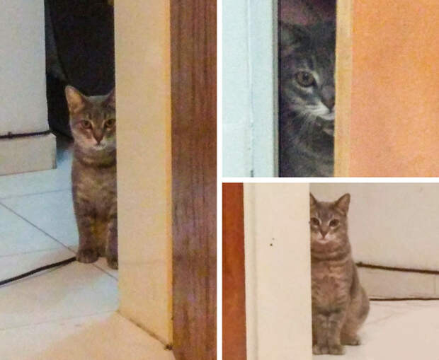 20+ котов, чьи безумные проделки доказывают, что смекалки у этих хвостатых хоть отбавляй