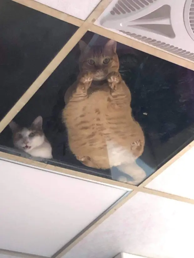 Котам, которые жили на чердаке магазина, хозяин сделал стеклянный потолок. Теперь это надежная система котонаблюдения