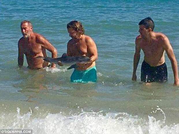 By the time animal workers had arrived on scene, 15 minutes after the dolphin was first spotted, the animal had died from heart and lung failure caused by stress (pictured, rescuers carry the dead dolphin from the water)