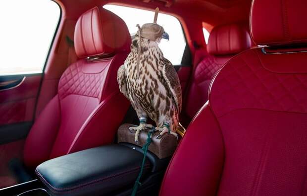 Насадка для сокола в Bentley Bentayga Falconry/ Фото: businessinsider.com