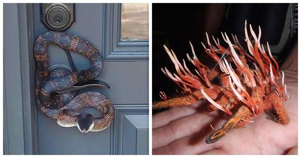 35 фото, от которых берет оторопь