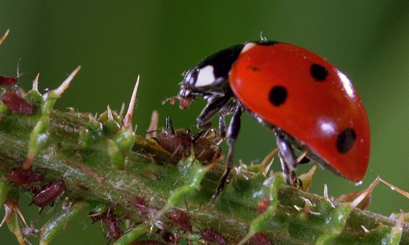 Суперхищники. Coccinellidae животные, факты