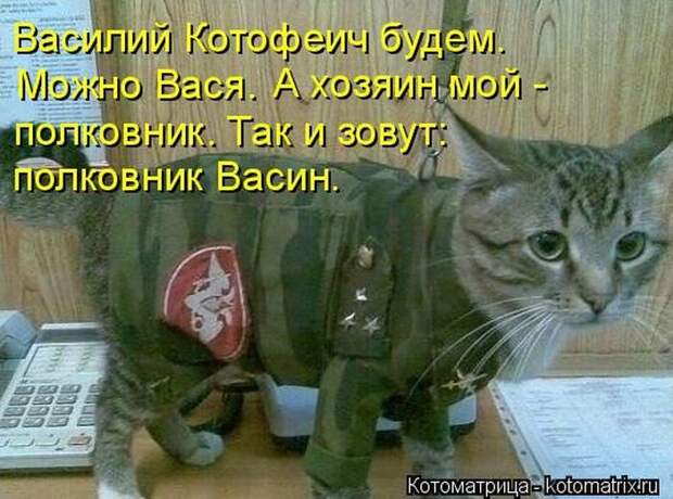 Котоматрицы великолепные, каждая с кусочком позитива и хорошего настроения!!!