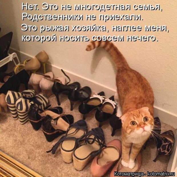 Лучшие котоматрицы недели (50 фото)