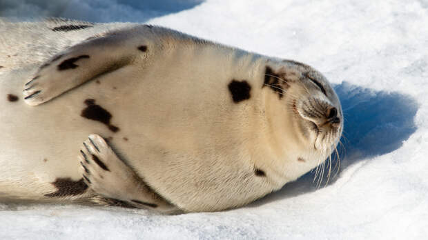 Почему тюлени хлопают себя по животу