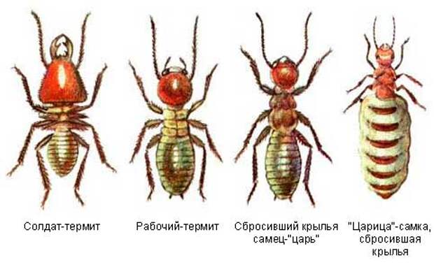 Невероятные факты о муравьях (9 фото)