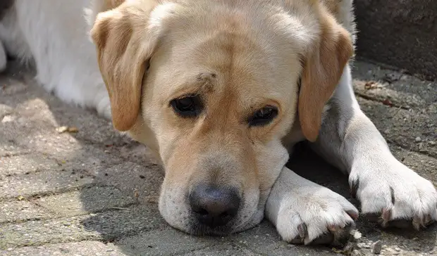 Режем по живому. С чем сталкиваются ветеринарные клиники из-за санкций