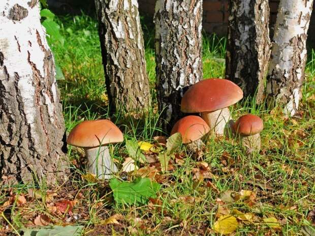 как вырастить грибы