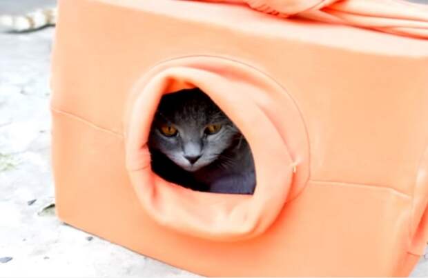 Котик будет доволен.