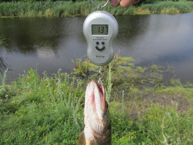 Весы для рыбалки