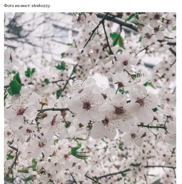 вишня
