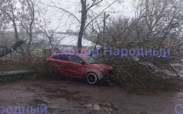 В Скопине дерево упало на автомобили