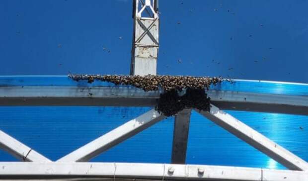 Челнинский торговый центр оккупировали пчелы