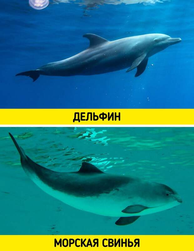 Вещи и животные, которые мы вечно между собой путаем, но больше не будем