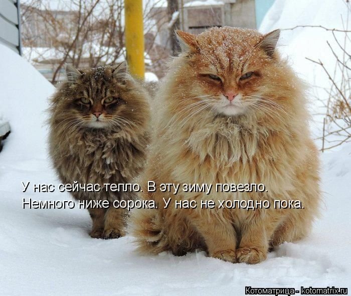 Котоматрицы великолепные, каждая с кусочком позитива и хорошего настроения!!!