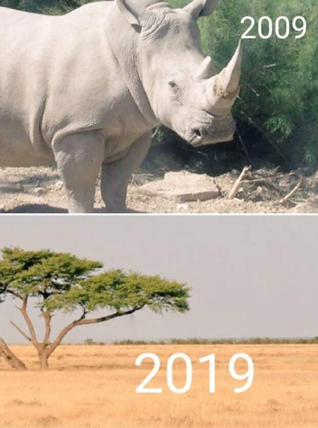 Климатические изменения от экологических организаций в стиле 10YearChallenge